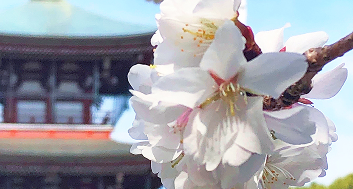 ～園名の由来～「不断桜」